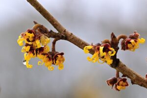 8 najlepszych zastosowań oczaru wirginijskiego