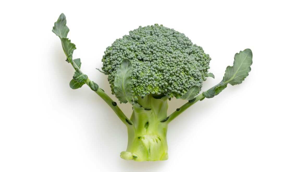 green broccoli on white background